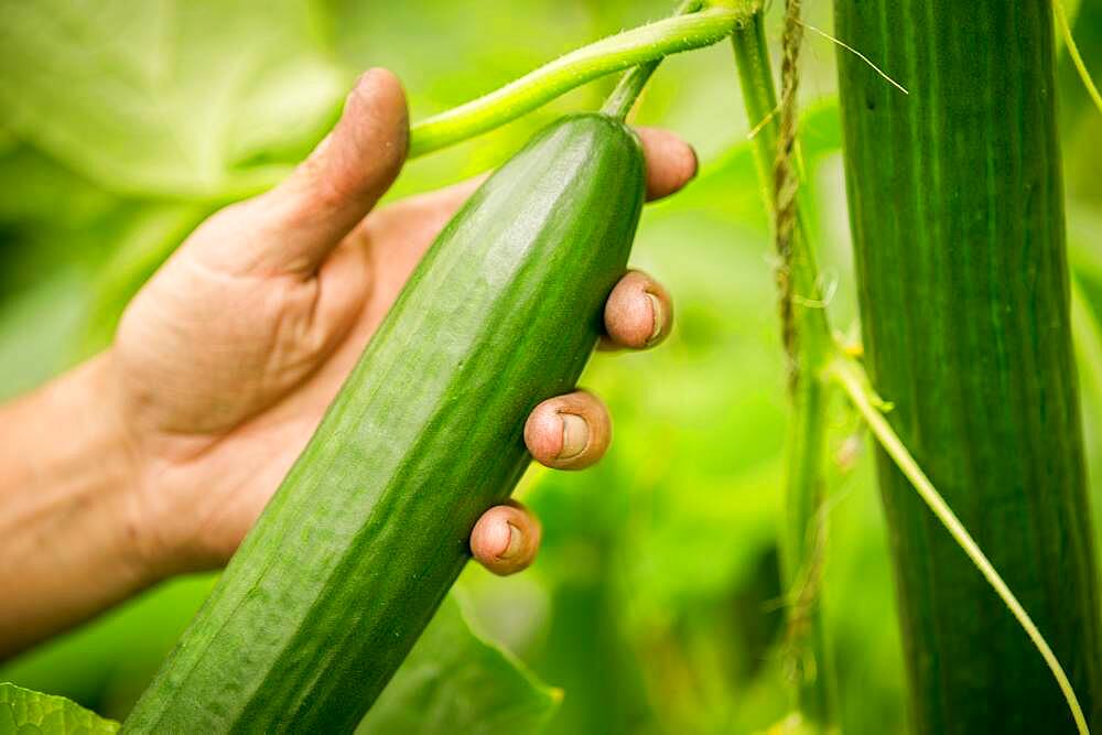 Man's hand holding hydroponic cucumber in greenhouse in Cordova, Maryland, USA