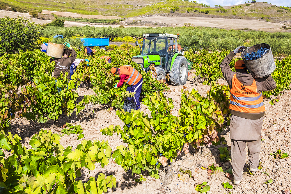 Grape harvest. Bargota, Navarre, Spain, Europe