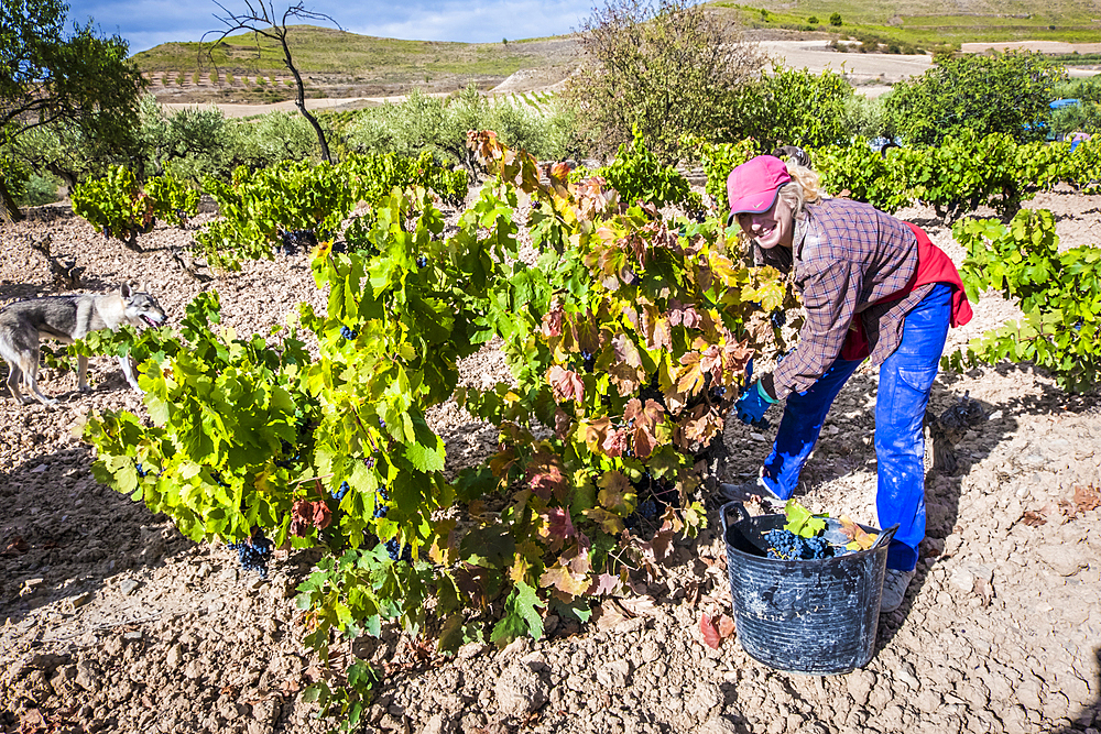 Grape harvest. Bargota, Navarre, Spain, Europe