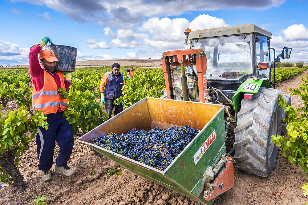 Grape harvest. Bargota, Navarre, Spain, Europe