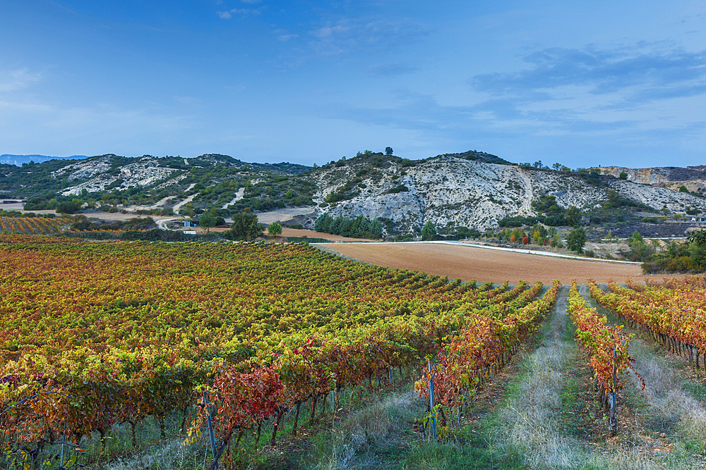 Vineyard in autumn. Ayegui, Navarre, Spain, Europe