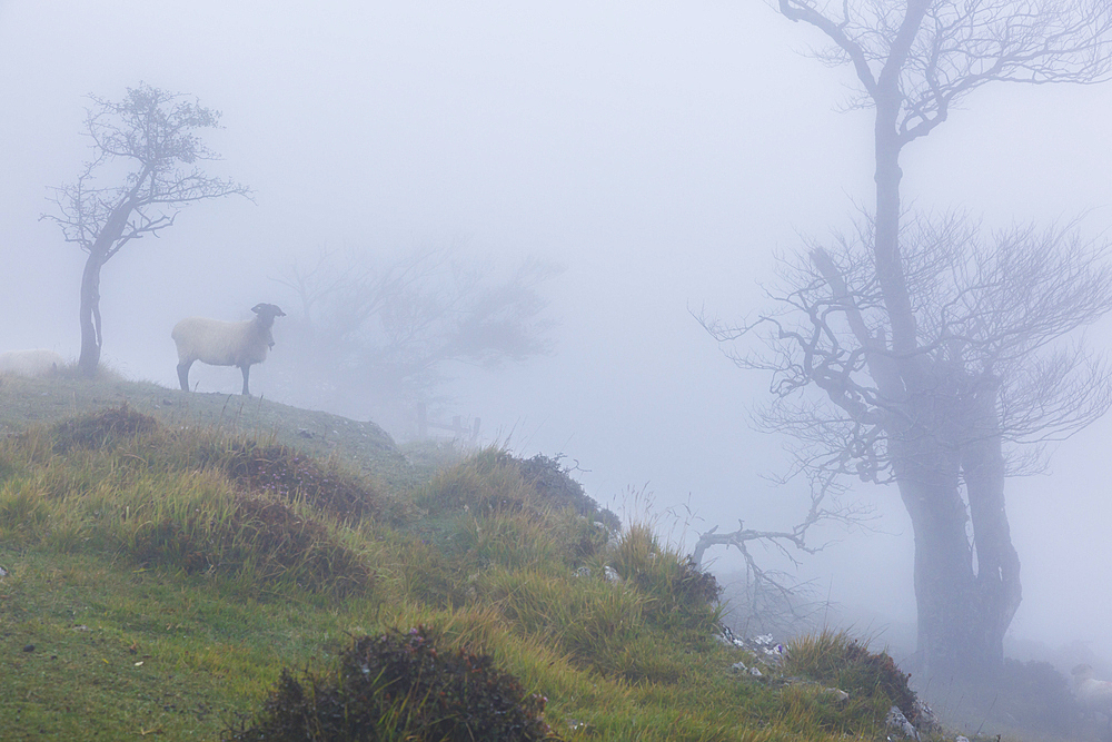 Latxa sheep in the mist. Navarre, Spain