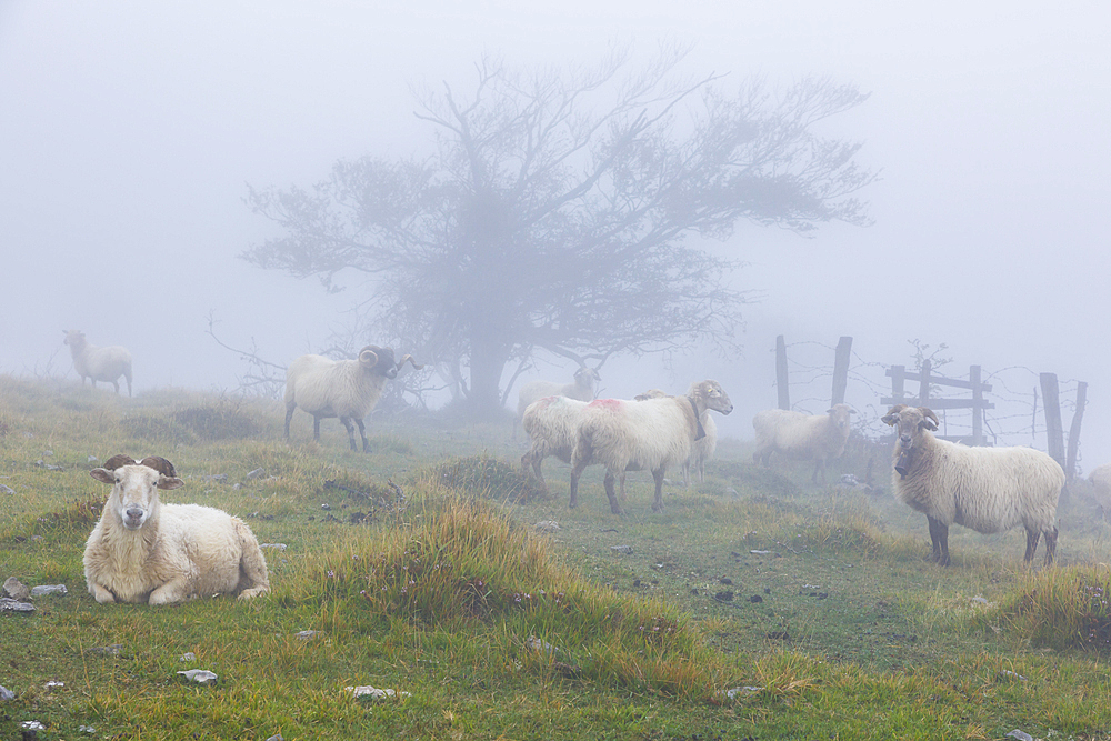 Latxa sheep in the mist. Navarre, Spain