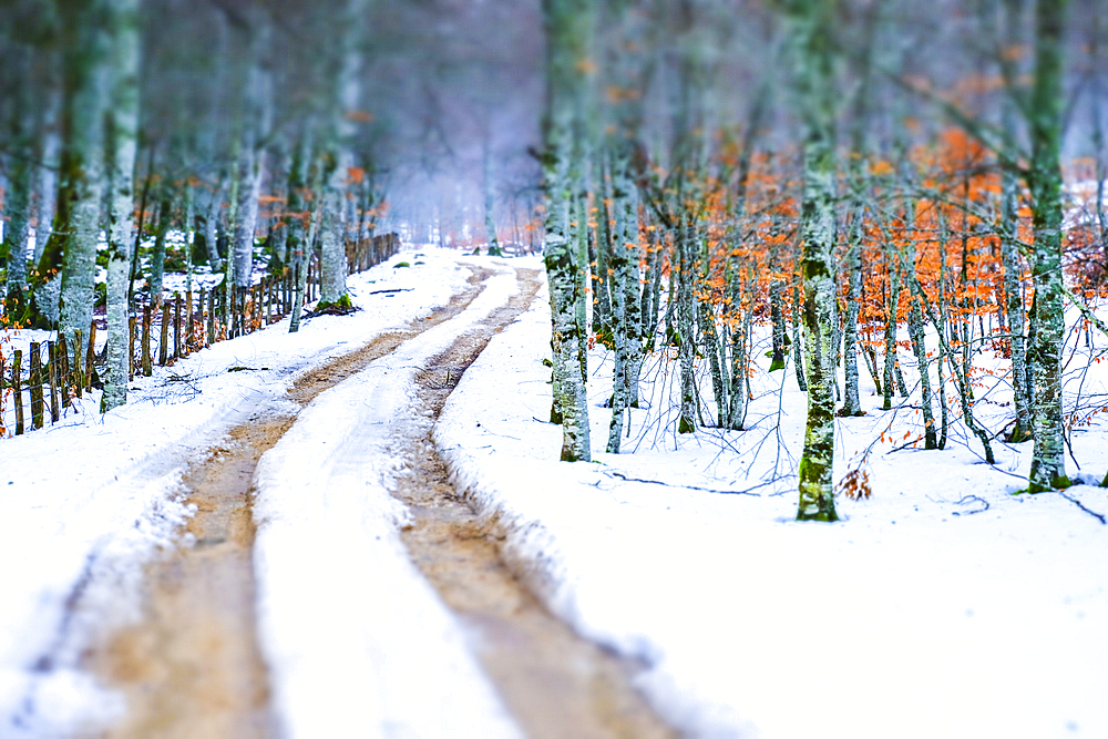 Path and beechwood in winter. Urbasa y Andia Natural Park. Navarre, Spain, Europe