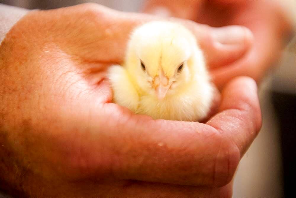 Man holding baby chick in Salisbury, Maryland, USA