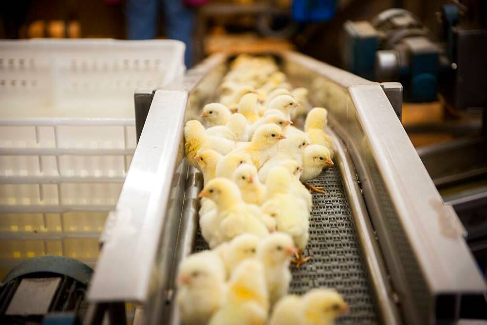 Baby chicks on a conveyor belt in Salisbury, Maryland, USA