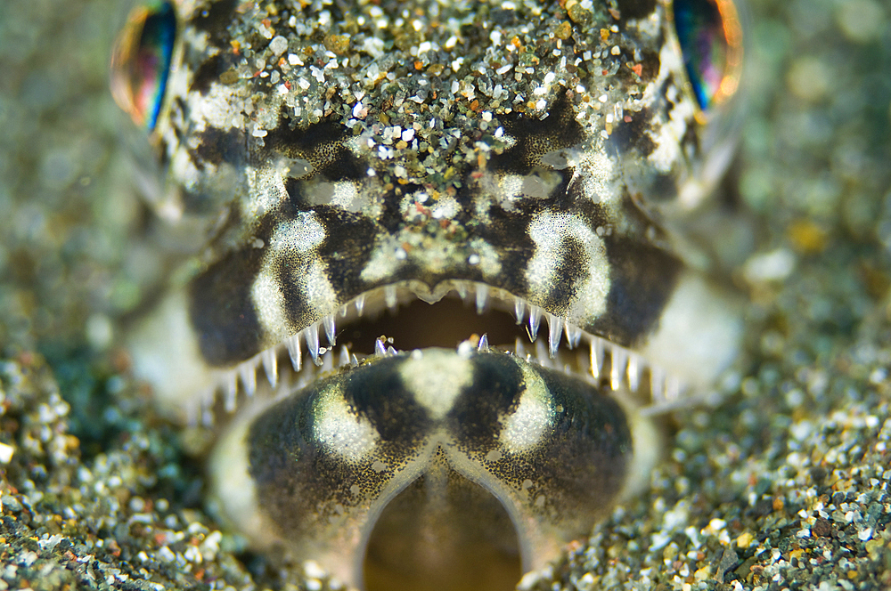 Portrait of a snakefish, Trachinocephalus myops, Manado, North Sulawesi, Indonesia, Pacific Ocean