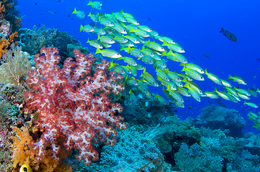 Soft coral, Dendronephthya sp., and schooling bigeye snappers, Lutjanus lutjanus, Raja Ampat, West Papua, Indonesia, Pacific Ocean