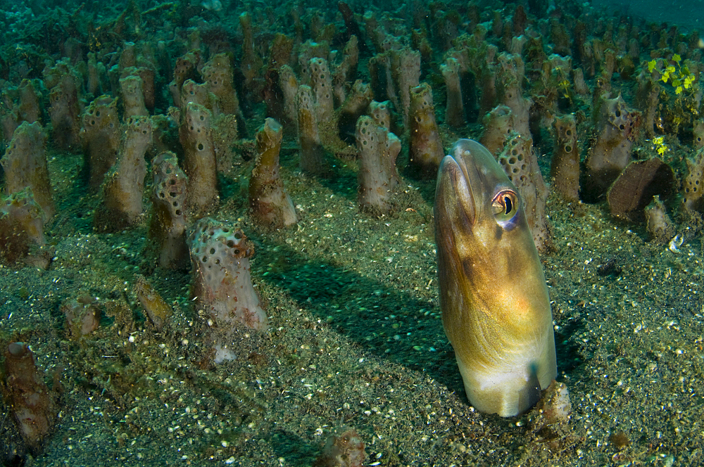 Bigeye conger blending in with sponge field, Ariosoma anagoides, Lembeh Strait, Bitung, Manado, North Sulawesi, Indonesia, Pacific Ocean