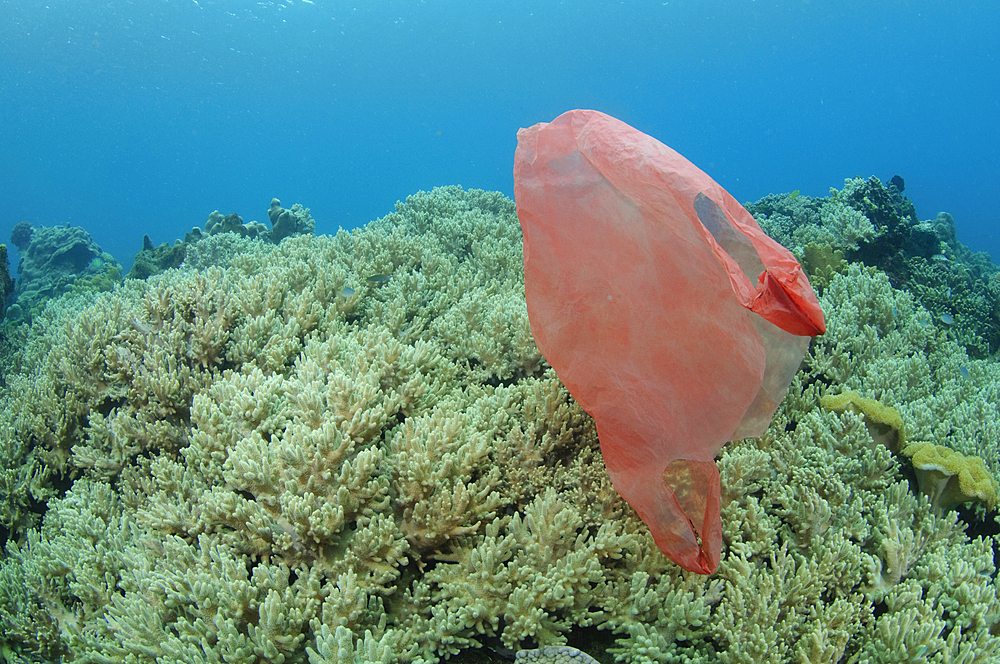 A plastic bag floats across the reef, Lembeh Strait, Manado, North Sulawesi, Indonesia, Pacific Ocean