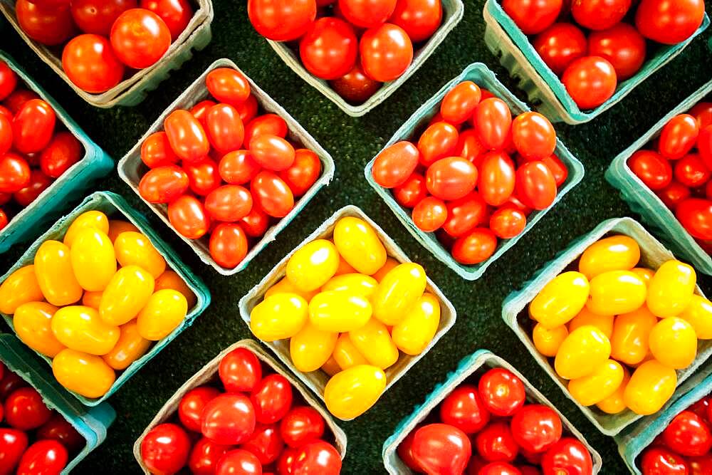 Yellow and red cherry tomatoes in containers in Denton, Maryland, USA