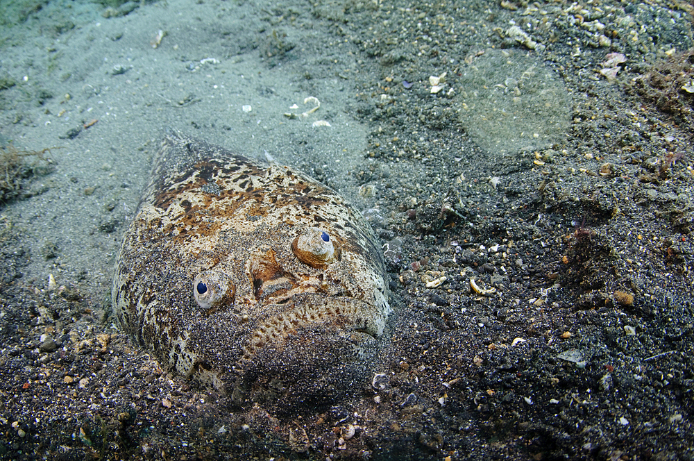 Stargazer portrait, Uranoscopus sp., Lembeh Strait, Bitung, Manado, North Sulawesi, Indonesia, Pacific Ocean