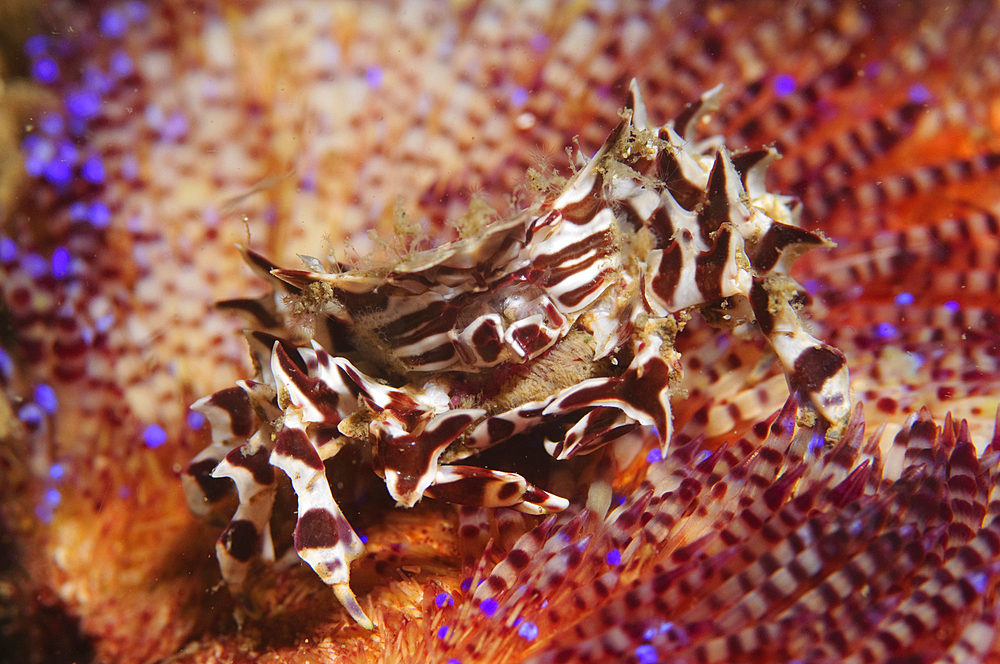 Zebra crab in fire urchin, Zebrida adamsii and Asthenosoma ijimai, Komodo National Park, Nusa Tenggara, Indonesia, Pacific Ocean