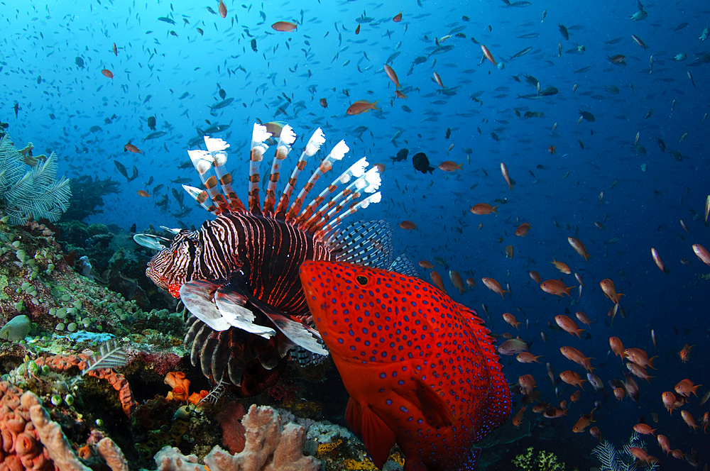 Coral Grouper, Cephalopholis miniata, and lionfish, Pterois volitans, hunting anthias, Pseudanthias sp., Komodo National Park, Nusa Tenggara, Indonesia, Pacific Ocean