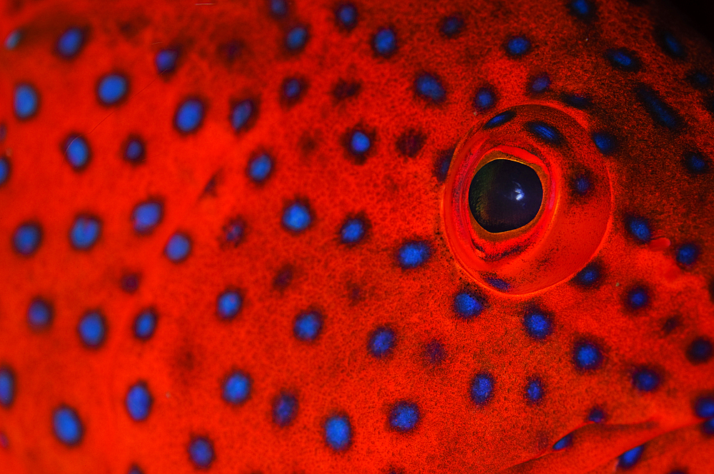 Coral Grouper eye detail, Cephalopholis miniata, Komodo National Park, Nusa Tenggara, Indonesia, Pacific Ocean