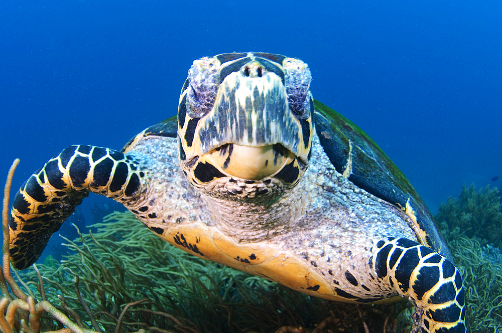 Hawksbill turtle portrait, Eretmochelys imbricata, Komodo National Park, Nusa Tenggara, Indonesia, Pacific Ocean