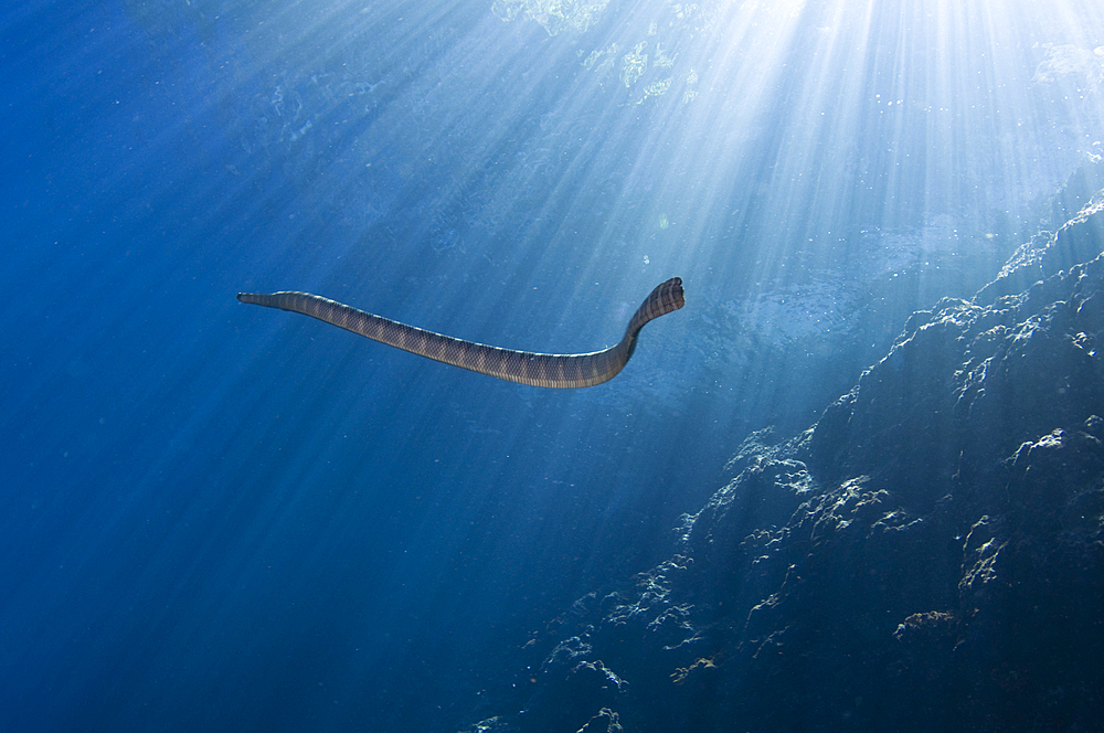 Chinese seasnake, Laticauda semifasciata, Gunung Api or Snake Island, Banda Sea, Nusa Tengarra, Eastern Indonesia, Pacific Ocean