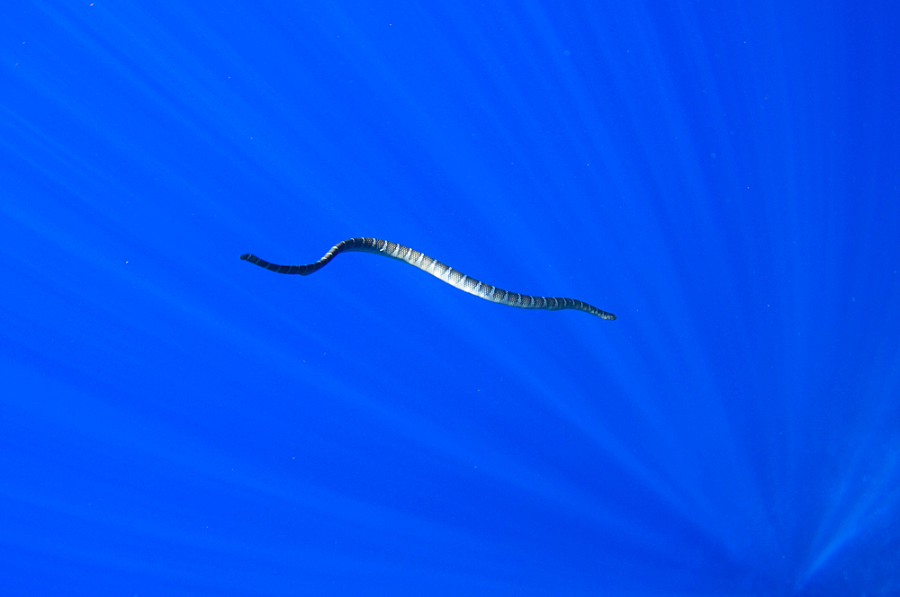 Chinese seasnake, Laticauda semifasciata, Gunung Api or Snake Island, Banda Sea, Nusa Tengarra, Eastern Indonesia, Pacific Ocean