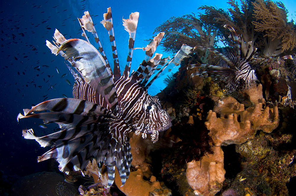 Two lionfish, Pterois volitans, hunt small baitfish, Komodo National Park, Nusa Tenggara, Indonesia, Pacific Ocean