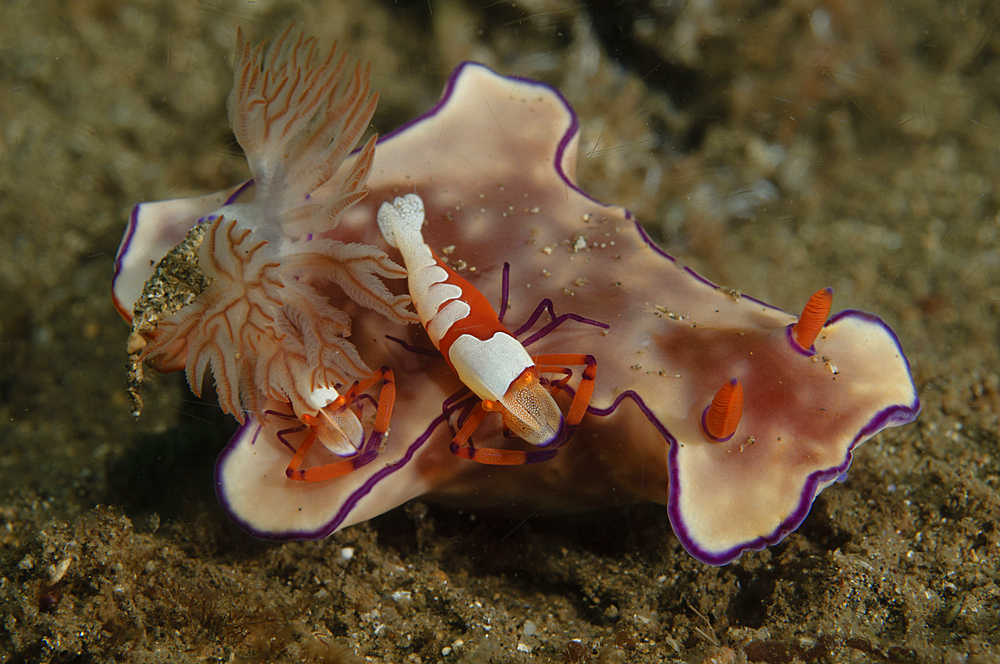 Two emperor shrimp, Periclemenes imperator, catch a ride on a Ceratasoma sp., nudibranch, Bima Bay, Sumbawa Island, Nusa Tenggara, Indonesia, Pacific Ocean