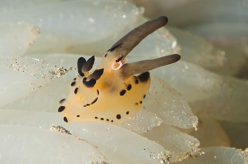 A Pokemon nudibranch, Thecacera sp., feeds on squid eggs, Bima Bay, Sumbawa Island, Nusa Tenggara, Indonesia, Pacific Ocean