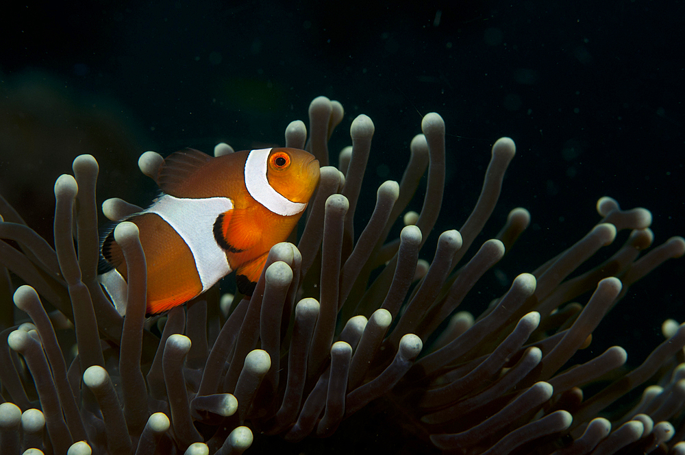 Flase clownfish, Amphiprion ocellaris, in a magnificent anemone, Heteractis magnifica, 'Komodo National Park, Nusa Tenggara, Indonesia, Pacific Ocean