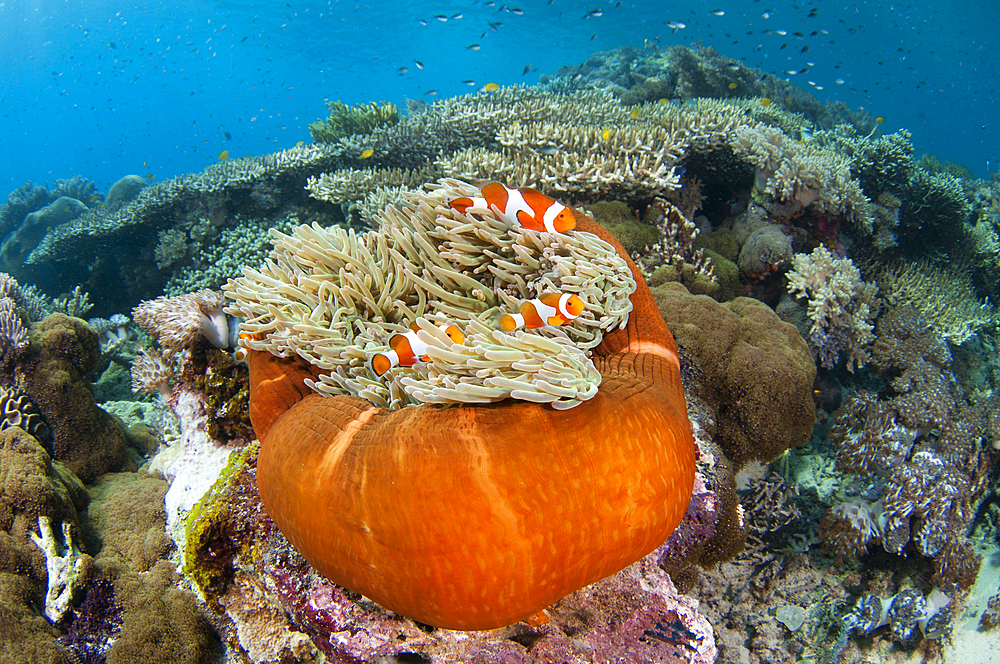 A magnificent anemone, Heteractis magnifica, in a shallow hard coral garden featuring several species of hard coral including finger and plate corals such as Porites sp., and Acropora sp., Komodo National Park, Nusa Tenggara, Indonesia, Pacific Ocean Komodo National Park, Nusa Tenggara, Indonesia, Pacific Ocean