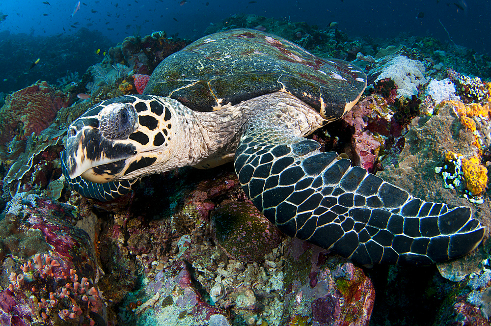 Hawksbill turtle portrait, Eretmochelys imbricata, Komodo National Park, Nusa Tenggara, Indonesia, Pacific Ocean