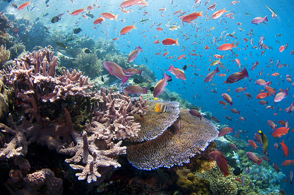 Several species of small schooling fish such as damselfish and anthias feed on plankton in the water column above hard corals, Porites sp., and Acropora sp., Komodo National Park, Nusa Tenggara, Indonesia, Pacific Ocean