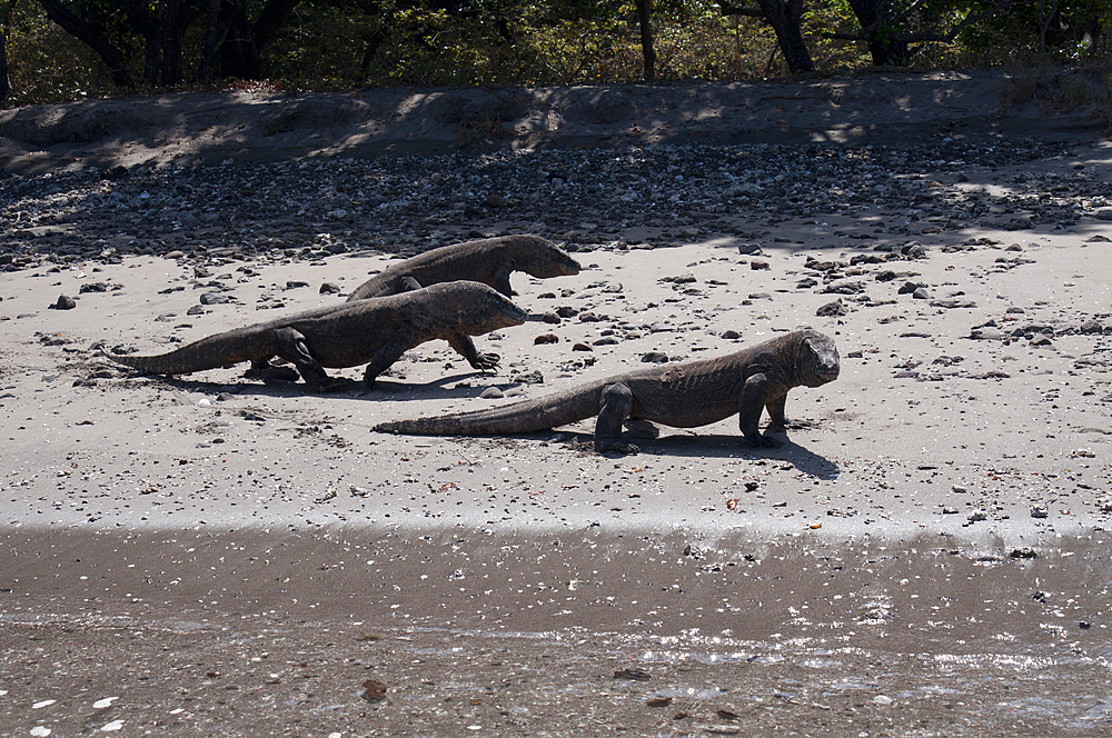 Komodo Dragons, Varanus komodoensis, on the beach, Horseshoe Bay, Nusa Kode, Rinca Island, Komodo National Park, Nusa Tenggara, Indonesia, Pacific Ocean