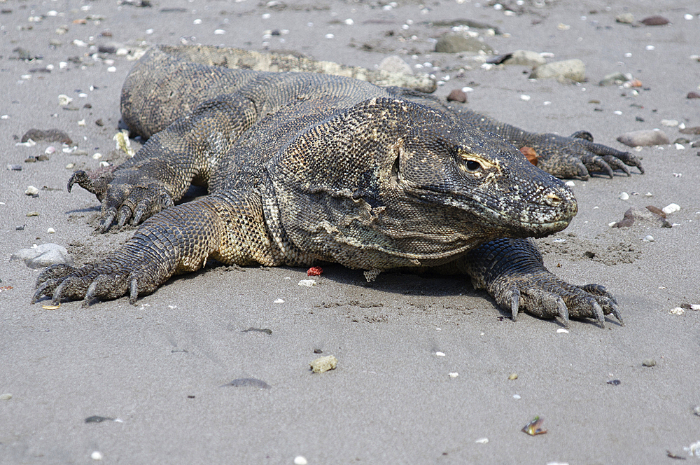 Komodo Dragons, Varanus komodoensis, on the beach, Horseshoe Bay, Nusa Kode, Rinca Island, Komodo National Park, Nusa Tenggara, Indonesia, Pacific Ocean