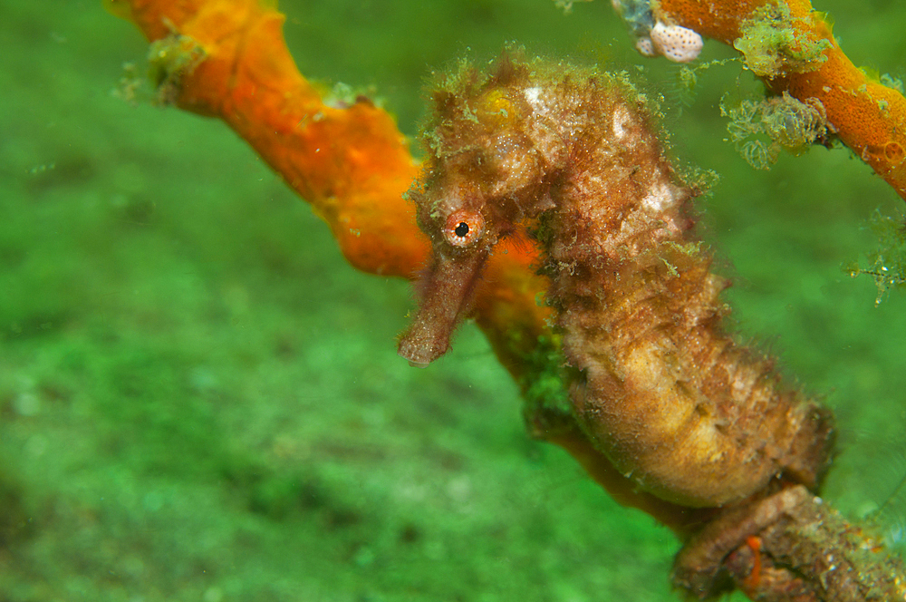 A thorny seahorse, Hippocampus hystrix, sits on a sponge covered perch, Bima Bay, Sumbawa, Nusa Tenggara, Indonesia, Pacific Ocean