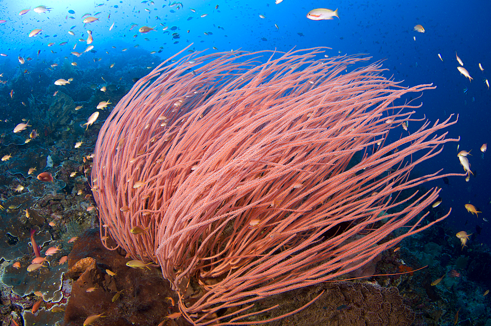 Anthias hover over bright red seawhips, Ellisella sp., Spice Islands, Maluku Region, Halmahera, Indonesia, Pacific Ocean