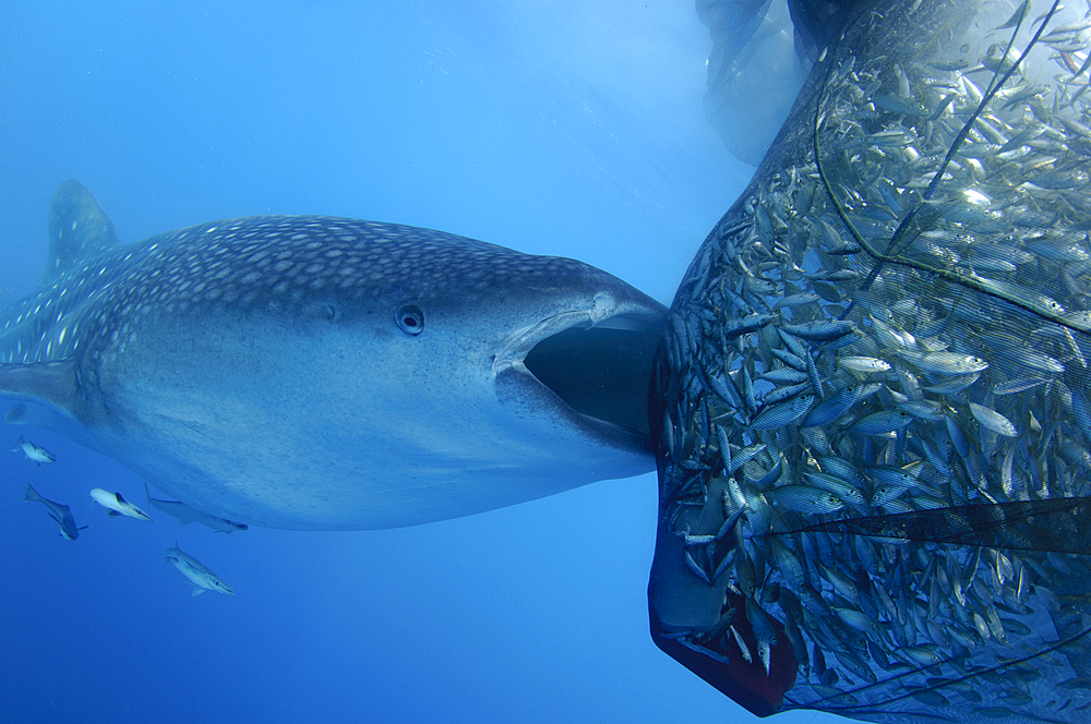 A whaleshark sucks on a net full of fish, Rhincodon typus, Cendrawasih Bay, Papua Province, Indonesia, Pacific Ocean