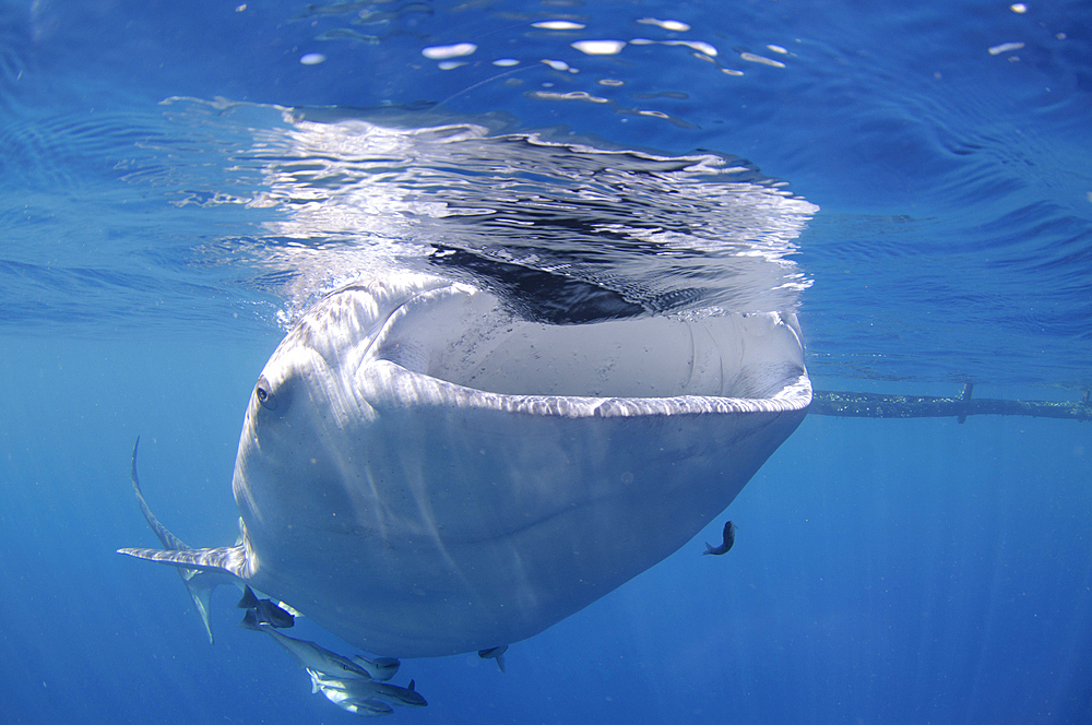 A whaleshark, Rhincodon typus, feeds at the surface under a bagan, a traditional style of fishing boat, Cendrawasih Bay, Papua Province, Indonesia, Pacific Ocean