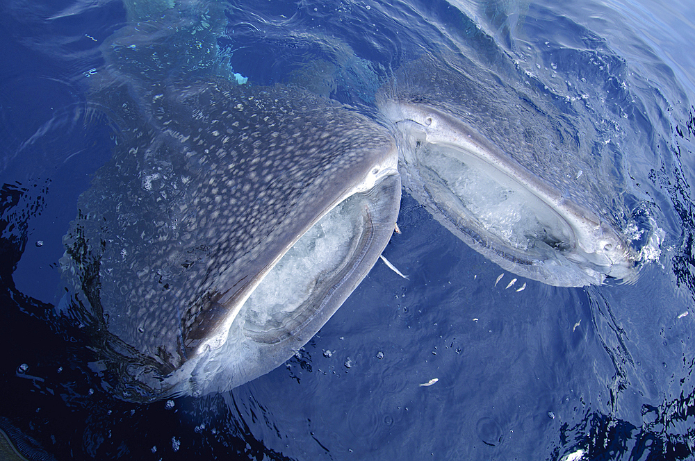 Two whalesharks bump each other while feeding on baitfish being fed to them by local fishermen, Rhincodon typus, Cendrawasih Bay, Papua Province, Indonesia, Pacific Ocean