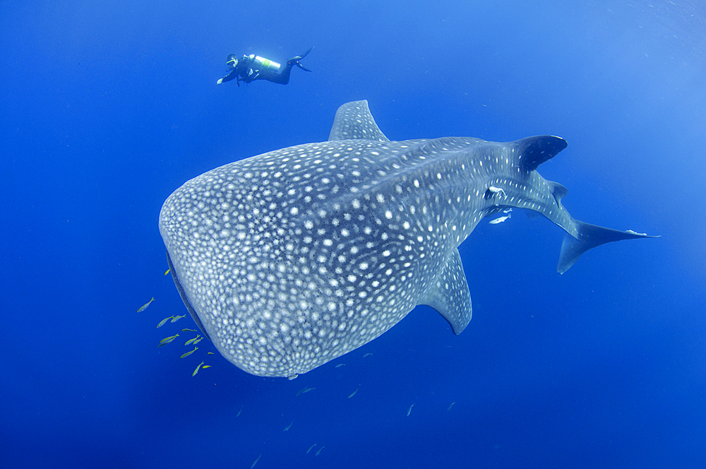 A diver interacts with a whaleshark, Rhincodon typus, under a bagan, a traditional style of fishing boat, Cendrawasih Bay, Papua Province, Indonesia, Pacific Ocean