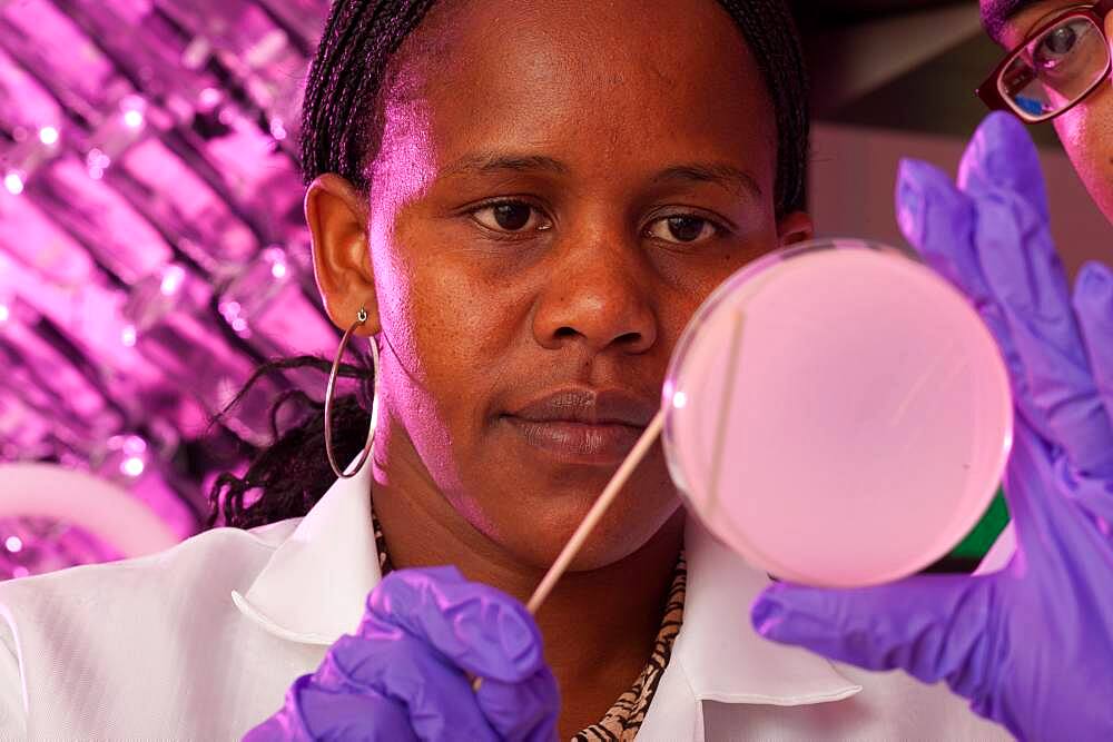 Scientist inspecting cultures on a petri dish