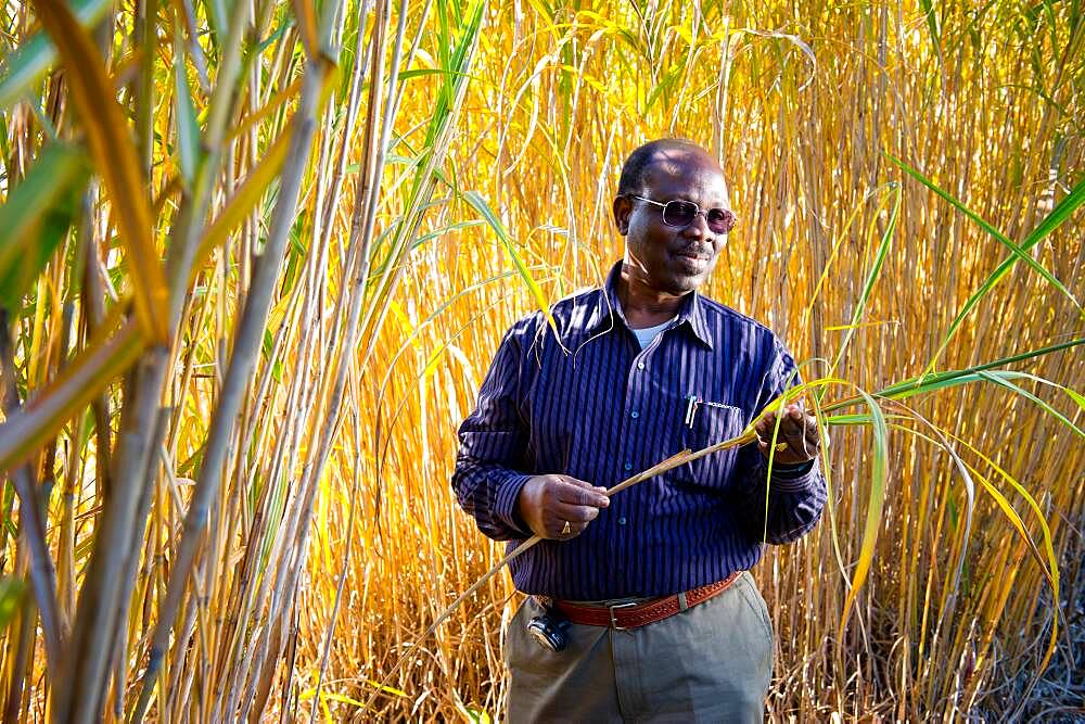 Researcher studying plant life