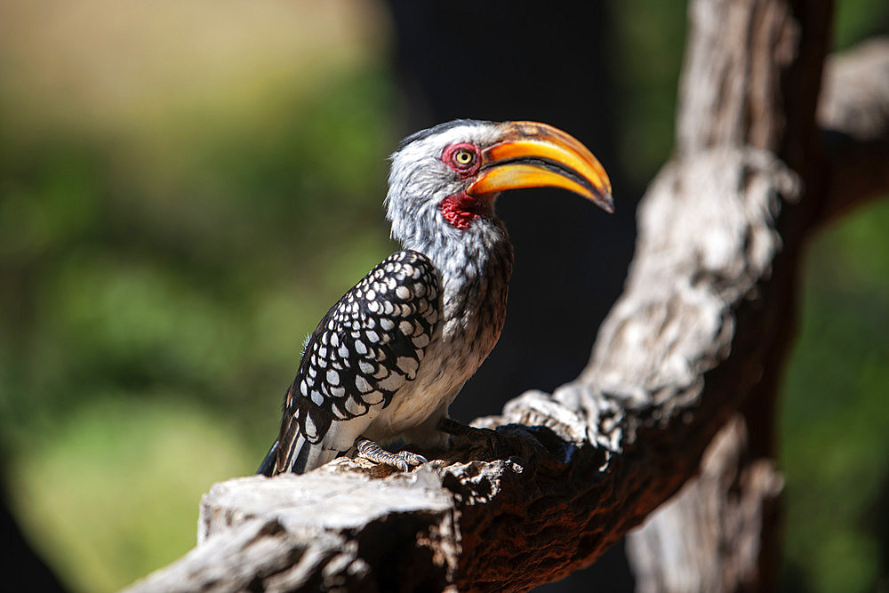 Southern Yellow-billed Hornbill (Tockus leucomelas) sits on branch at sunset in Mashatu game reserve, Botswana, Africa