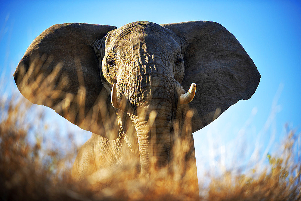 African elephant (Loxodonta africana) small group of elephants drinking at a waterhole in Mashatu game reserve, Botswana, Africa