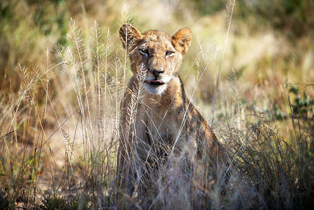 Lion (Panthera leo) at Mala Mala Game Reserve Sabi Sand Park Kruger South Africa, Africa