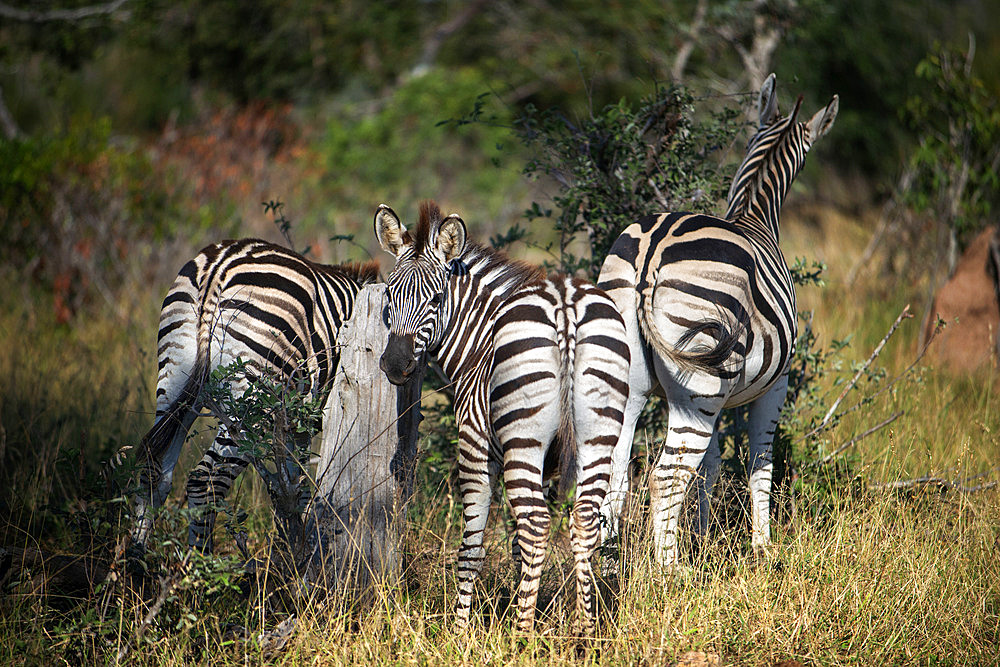 Burchell's zebras (Equus burchellii) at Mala Mala Game Reserve Sabi Sand Park Kruger South Africa, Africa