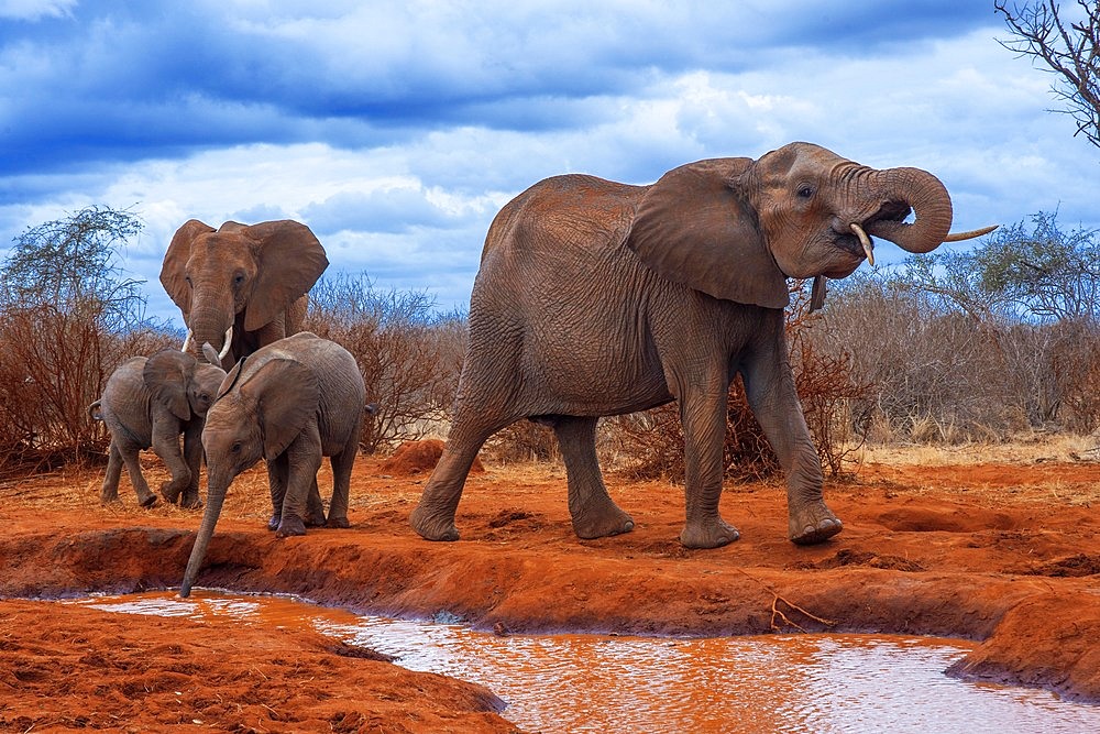 An elephant covered in red dust blocks a track in Kenya s Tsavo National Park