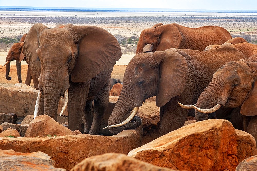 An elephant covered in red dust blocks a track in Kenya s Tsavo National Park