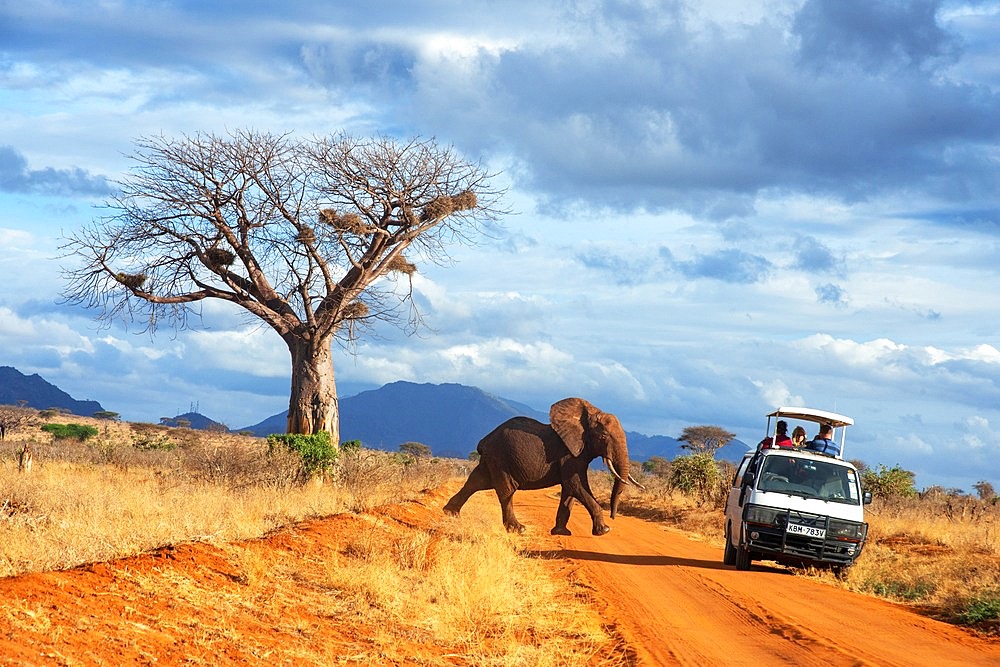 Safari vehicle car with tourists and an elephant covered in red dust blocks a track in Kenya s Tsavo National Park