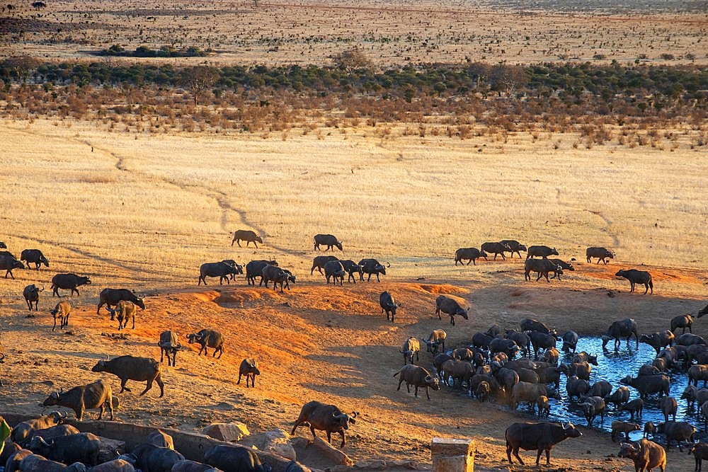 Migration of a group portrait of African buffalos Syncerus caffer herd drinking in front of Voi lodge, aerial view, Tsavo East National Park, Kenya