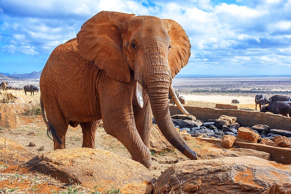 An elephant covered in red dust blocks a track in Kenya s Tsavo National Park