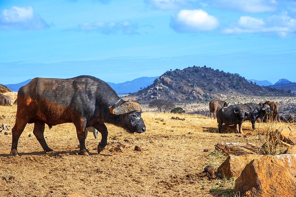 Portrait of African buffalos Syncerus caffer, Tsavo National Park, Kenya