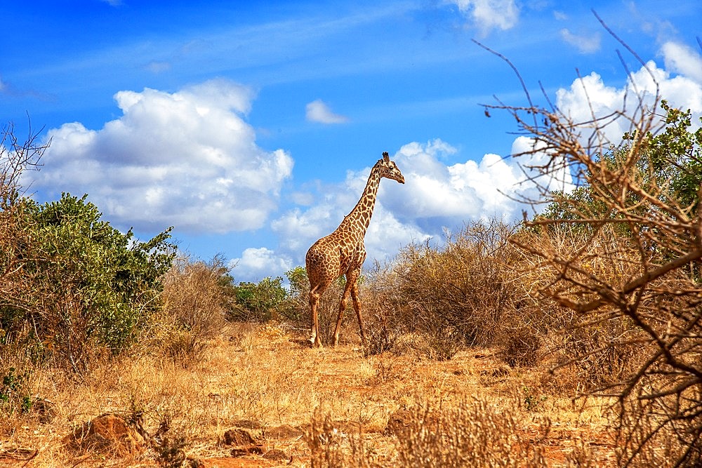 Maasai giraffe of Giraffa camelopardalis tippelskirchi in Tsavo East National Park, Kenya